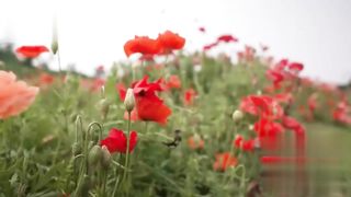 【69堂午夜视频】黑料吃瓜-日本甜妹携步兵佳作前来报道露脸深情口交床上表情超享受沉醉连呻吟声都能让你颅内高潮